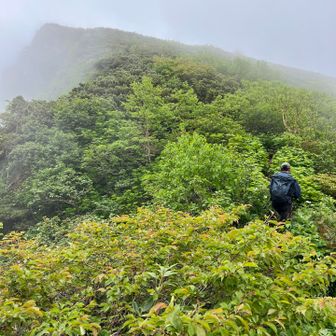 緑黄色に馴染むマウさん