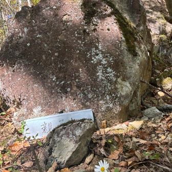 親子岩🪨の前にちょこんとリュウノウギク？