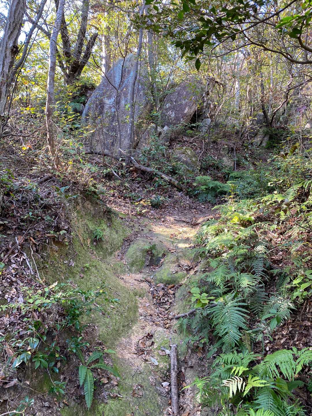 苔の道。
濡れてるときは遠慮したい。