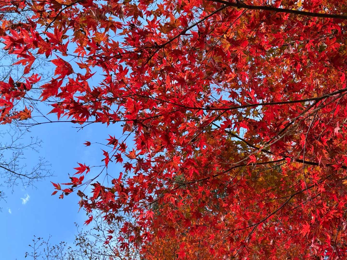 真っ赤🍁