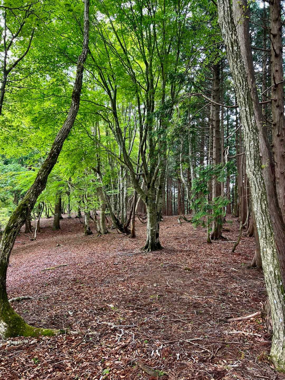 参道尾根登山口-頭巾山 周回コースの写真
