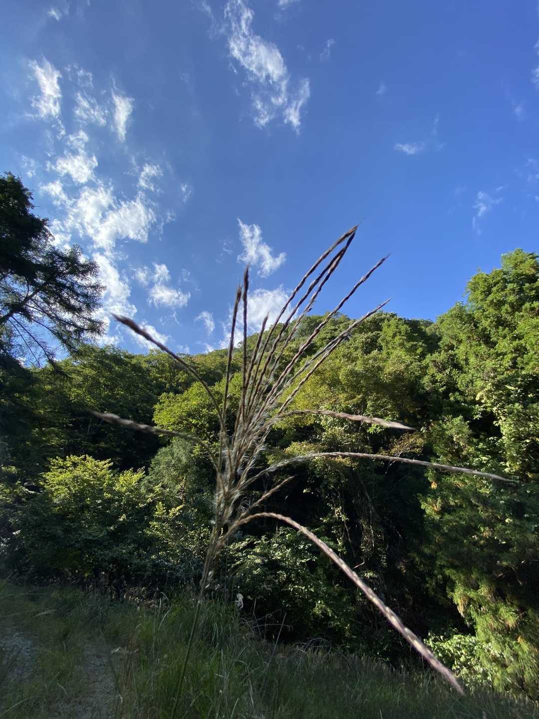 日暮山 往復コースの写真