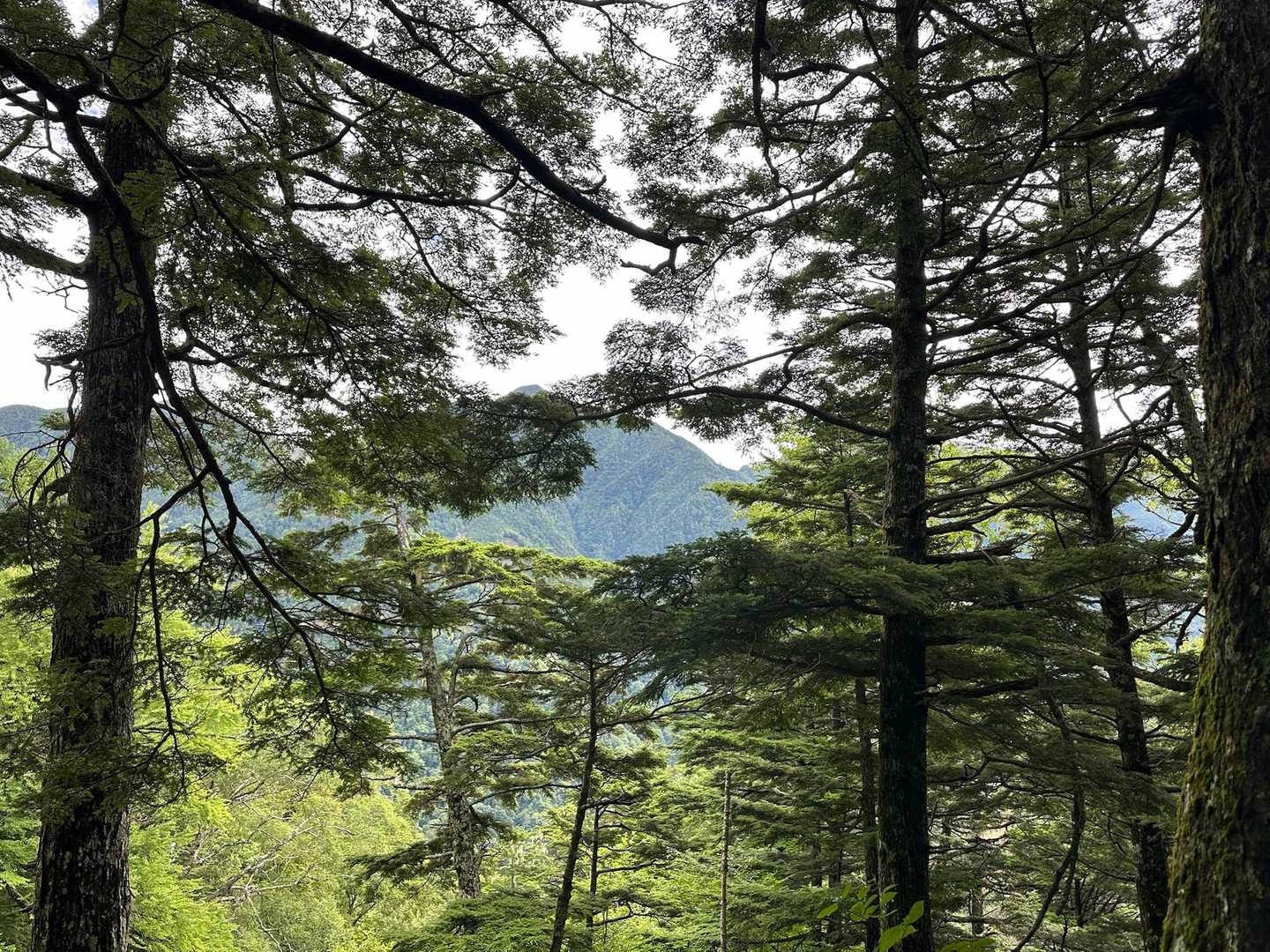 人生最高標高の1800過ぎると木の隙間から鳳凰三山が見え出します😁
