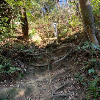 この長いロープを使って登ってみると。。。