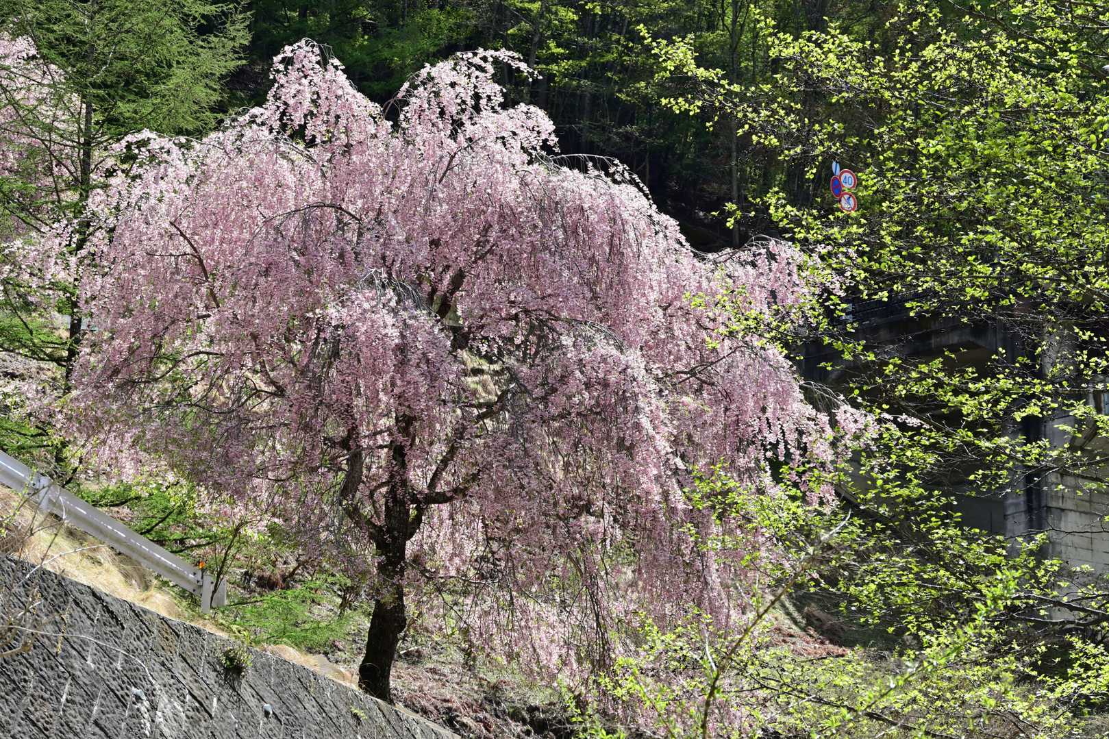 新緑の中に枝垂桜。