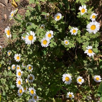 心和ませる花々