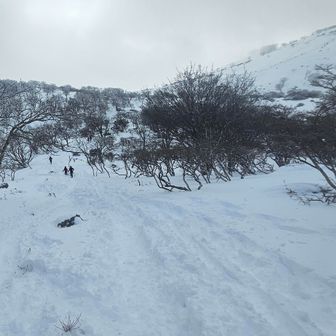 藤原岳山頂へ向かいます。