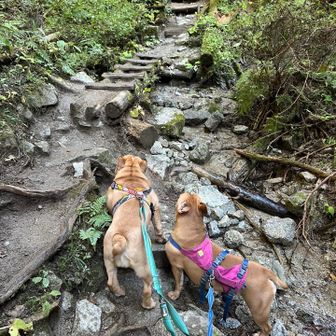 きくり登山🐾あちゃも一緒