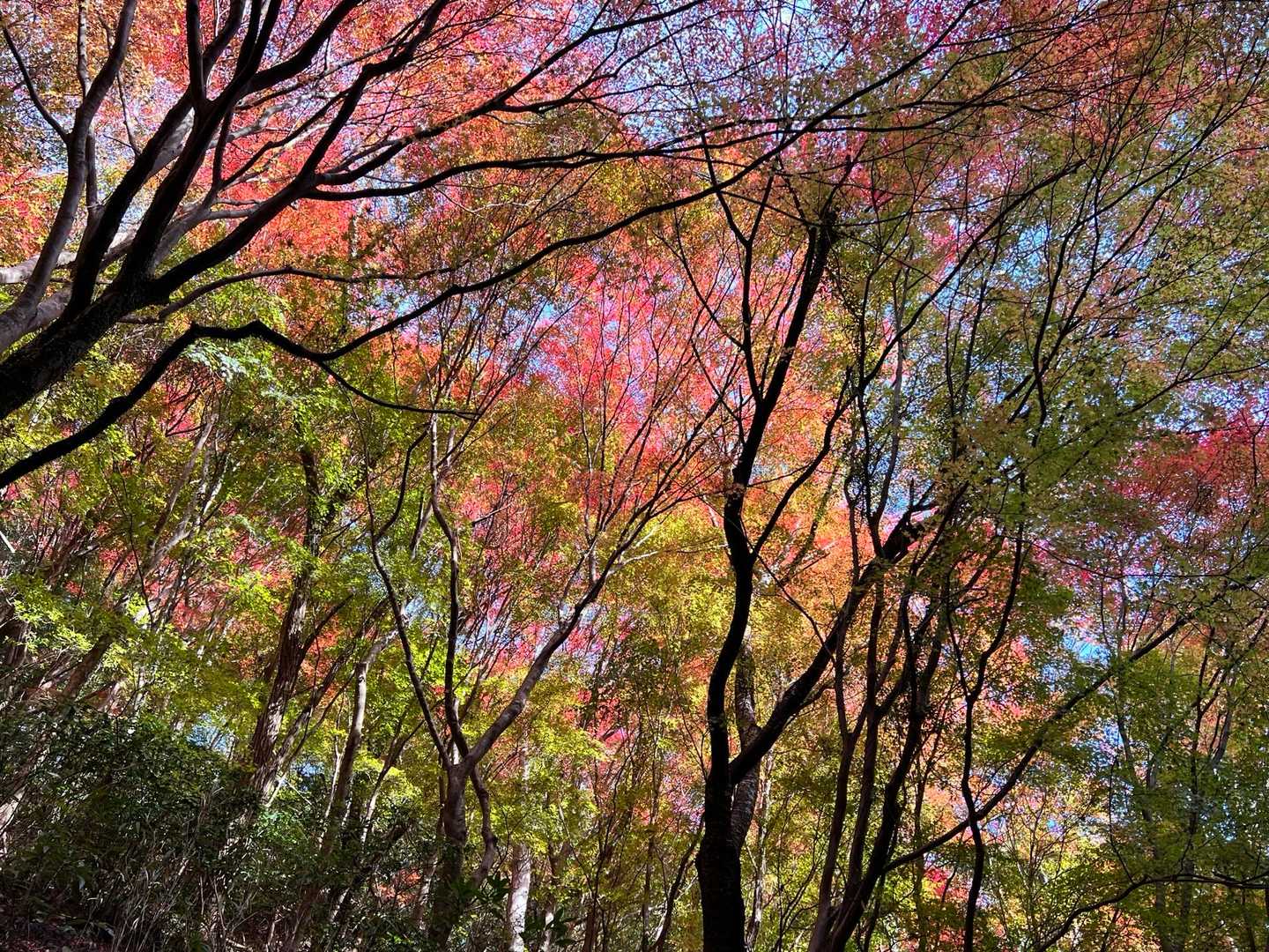 (🍁•᎑•🍁)