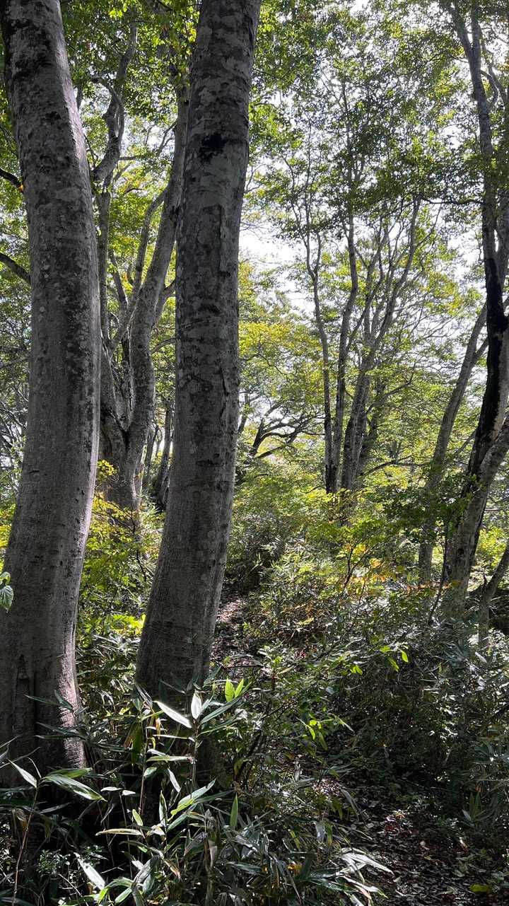 信越トレイル#3（sec.4／仏ヶ峰登山口〜鍋倉山・黒倉山〜関田峠） の写真 9
