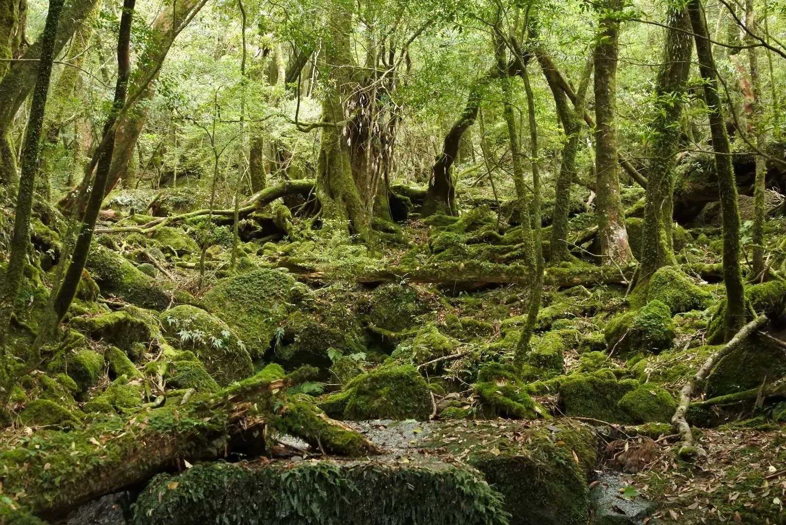 苔むす森は太古の森