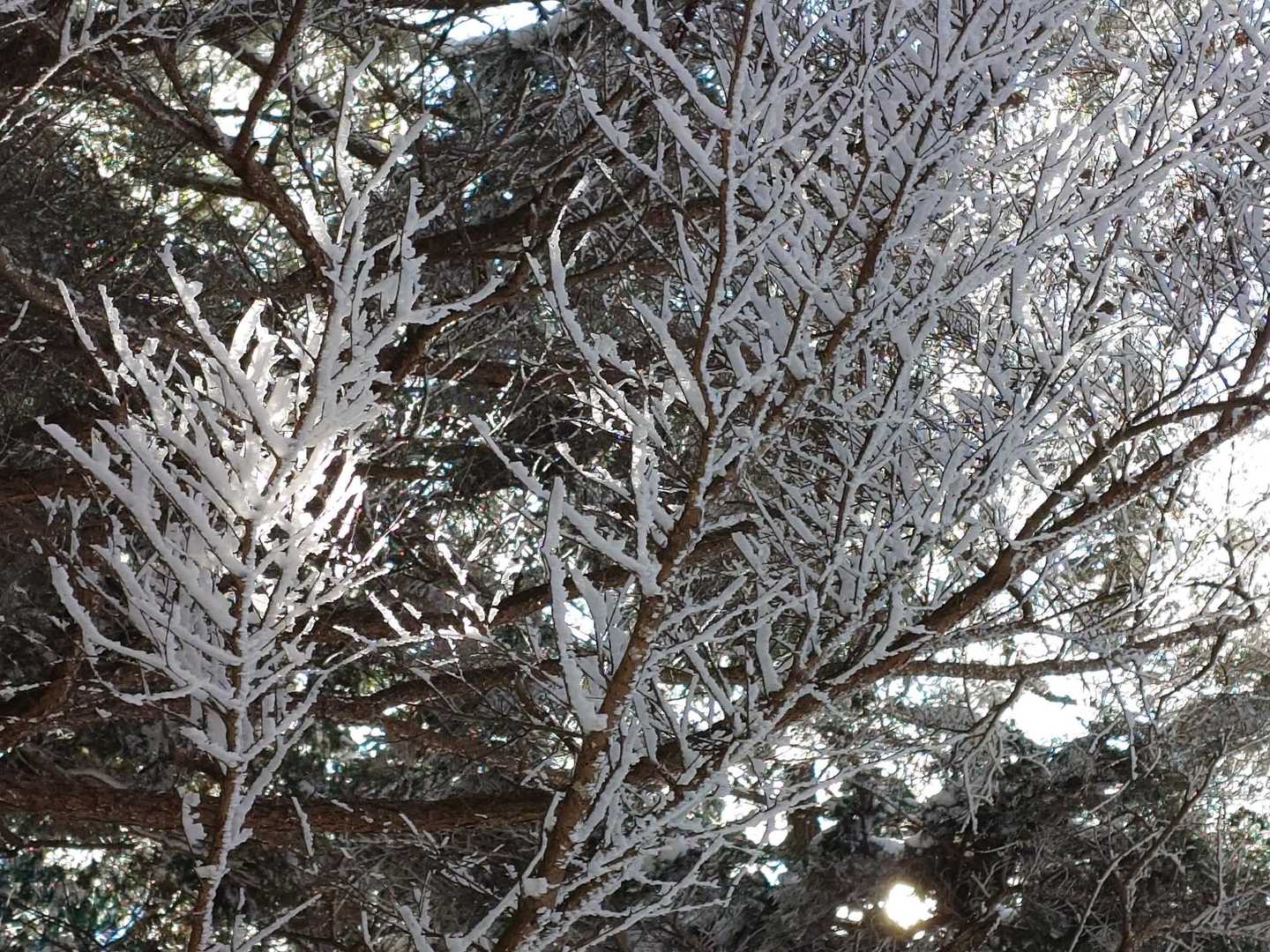 霧氷 ‼️