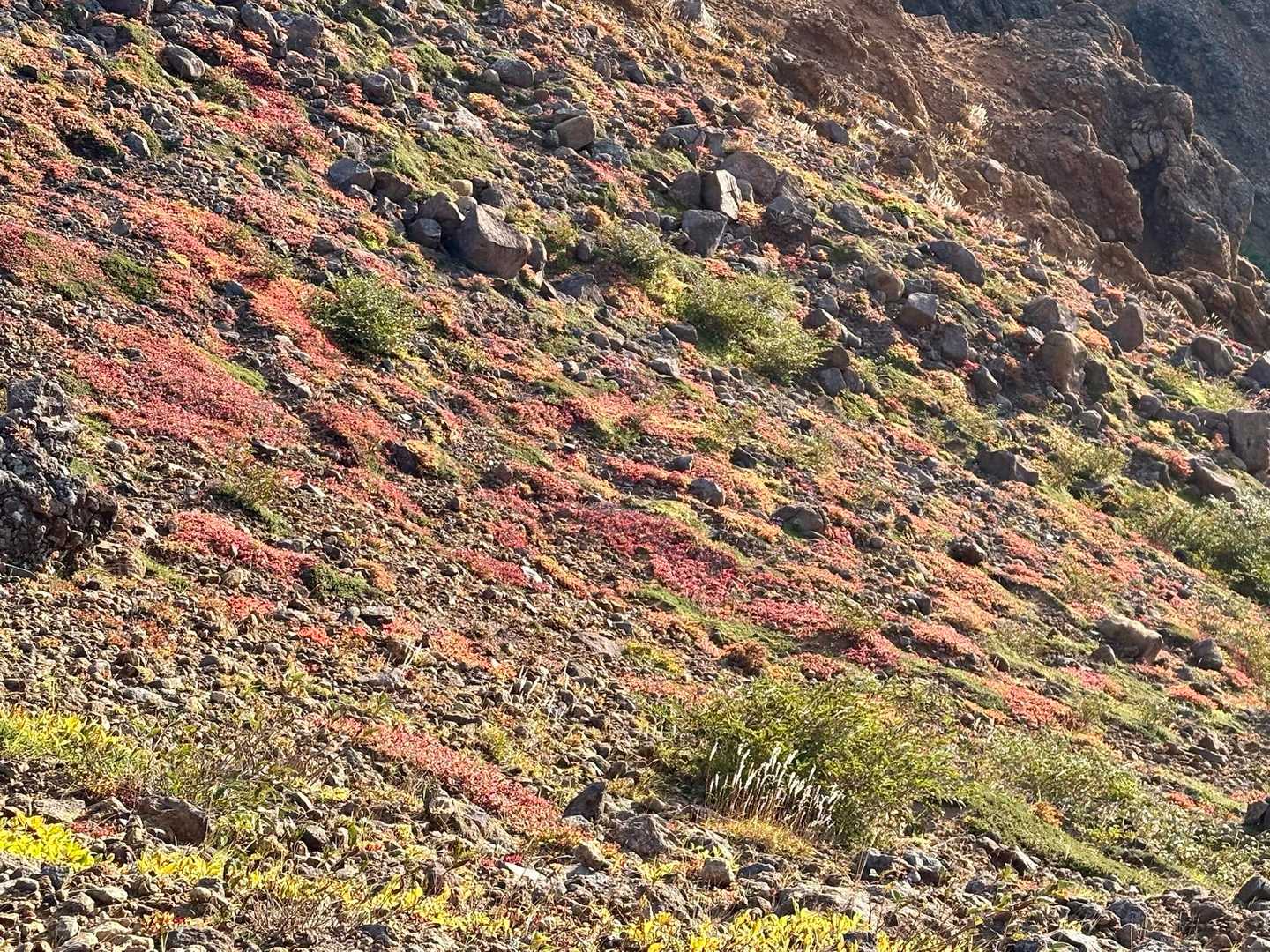 峠の茶屋登山口-朝日の肩-朝日岳-熊見曽根-1900m峰- 往復コースの写真