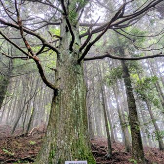 黒岳山頂🚩を目指します🥾

樹齢400年前後の巨木が群生🌲
裾野市天然記念物に指定🈯️

学術的にも非常に価値が高い資産と認められ2015年(平成27年)2月に裾野市天然記念物に指定され胴回り3mを超える立派な自然杉が
19本自生しており尾根沿いの厳しい環境にこれほど群生している例は珍しく圧倒的な迫力があります✨️