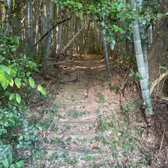 森林に入り、急登の、階段登って頂上