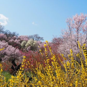 レンギョウも見たことないほど元気で大きくて綺麗でした