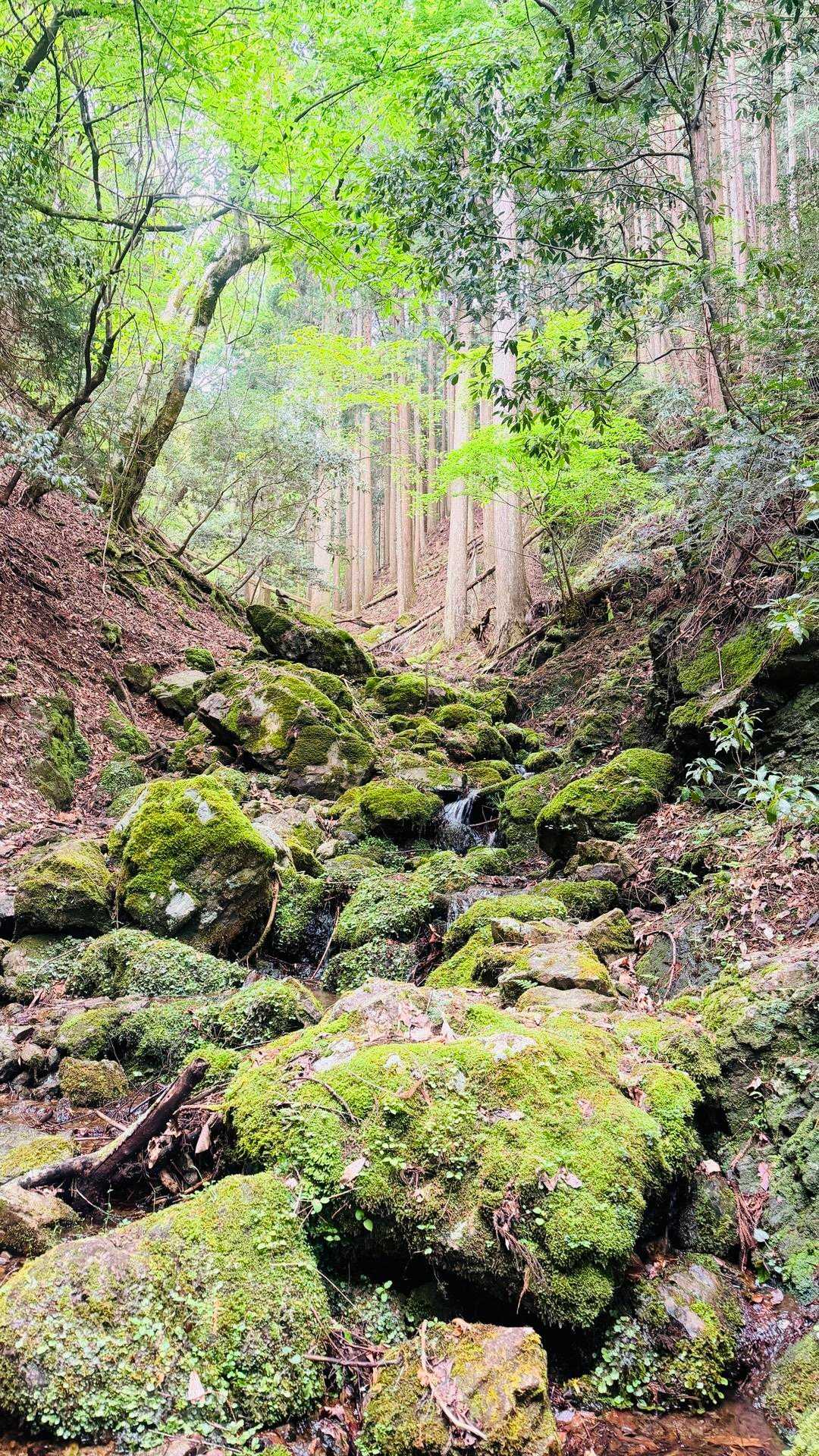 新緑と苔がきれいでした