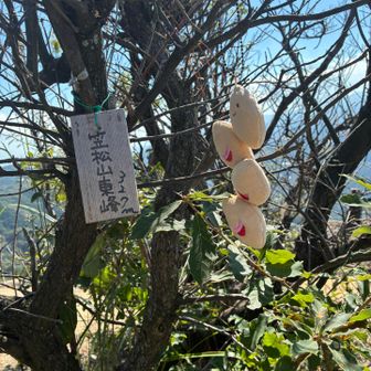 笠松山三角点！
野々瀬水太師登山口まで降りて登り返そうかと思ってたけど…やめとこう…
色々なコースを設定できるのもこの山の良い所
🤭🤭