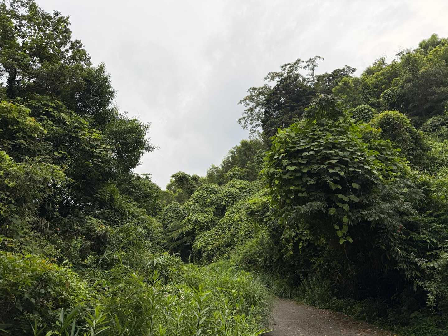 もっさりうっそうと。
久々の高崎山、いい運動になった💃🌹