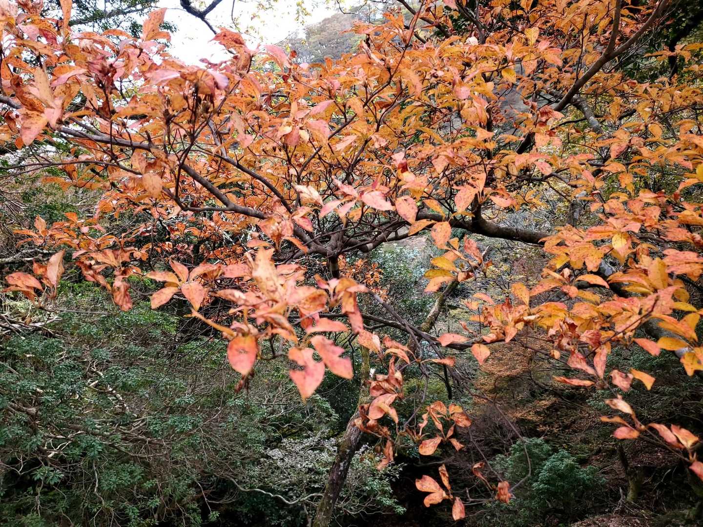 朝明登山口-ハライド-根の平峠-中峠-金山-羽鳥峰 周回コースの写真