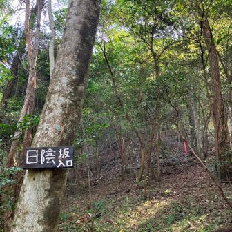 分岐から下りて来て、遺産の森へ。