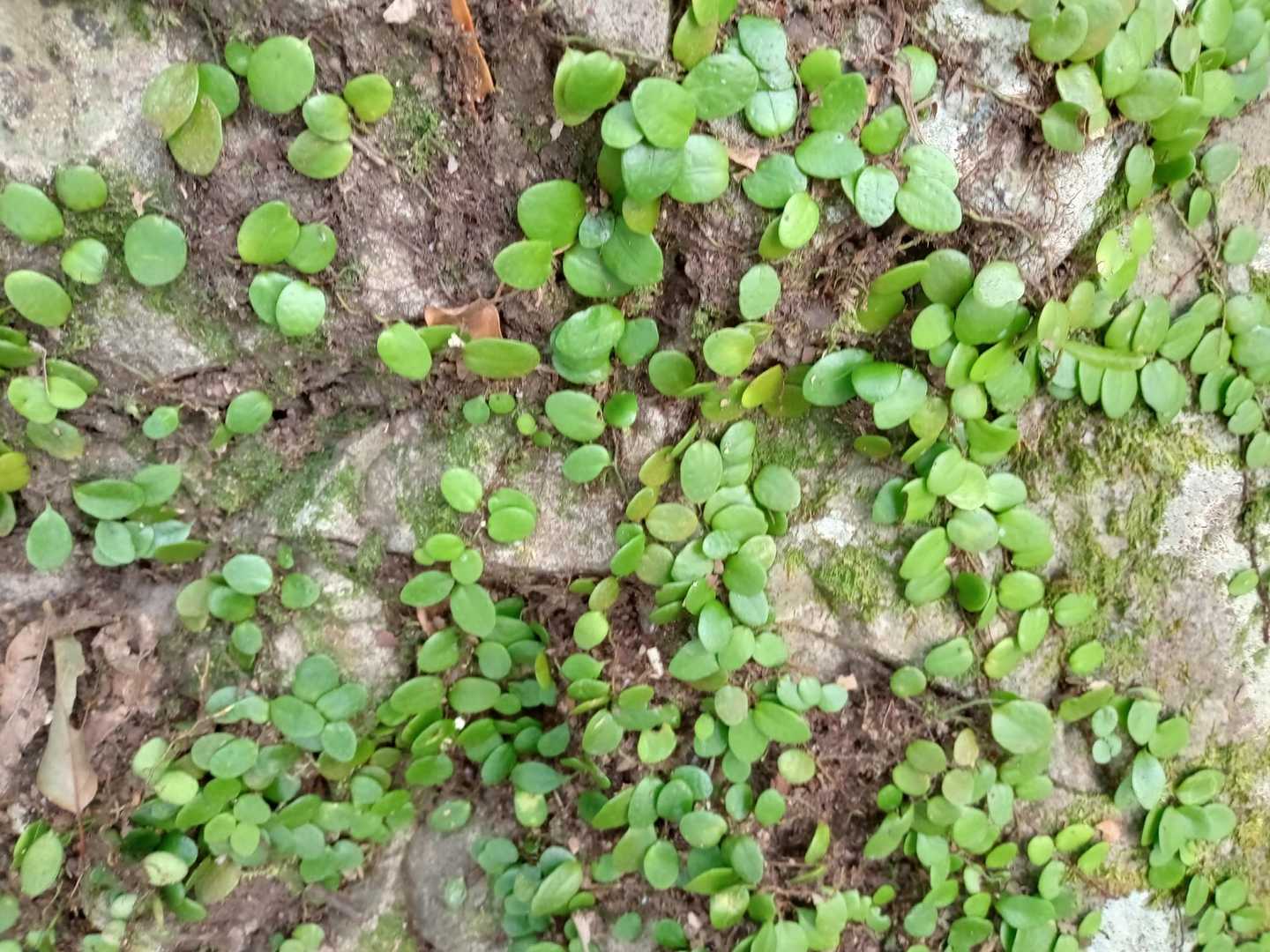 苔🌱🌱🌱