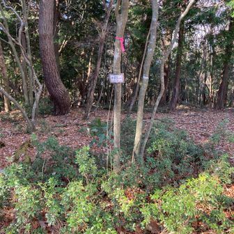 オホラ(天神) 山頂　617m