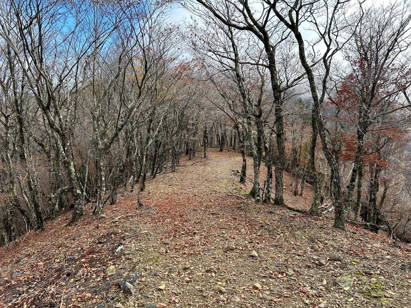 口千丈岳登山口-口千丈山-焼山ノ太尾ノ頭 往復コースの写真