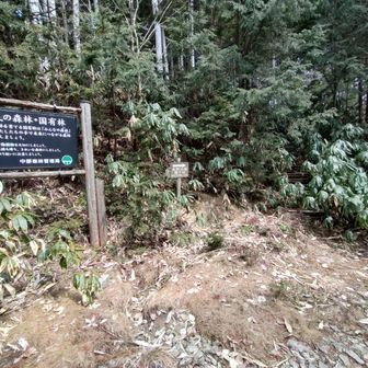 最後の登りですが、熊笹の藪漕ぎです