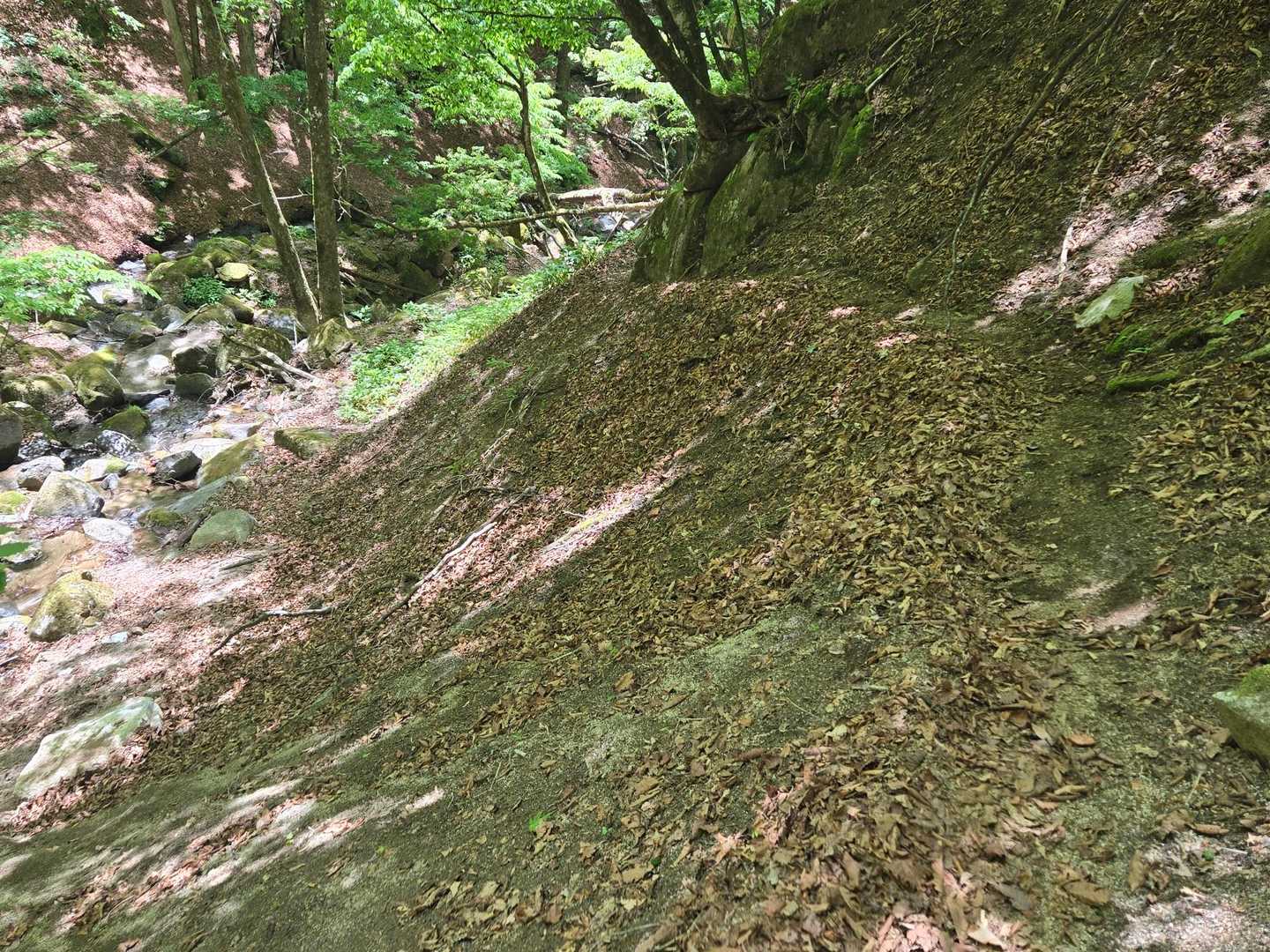 ザレているうえに落ち葉がフサフサの細いトラバースが多い。ずり落ちに注意。かつ、少しわかりずらい箇所があり、この後ちょっとロストしてしまいました😅
