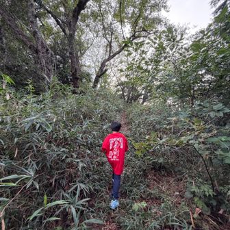 踏み跡が少しだけあるけど藪漕ぎ