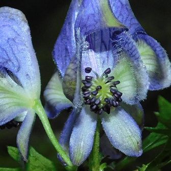 zoom‼️ ⚆⚆＊

雄しべはたくさん！
雌しべは中に隠れている

頂萼片と側萼片
実は、、 花弁ではない