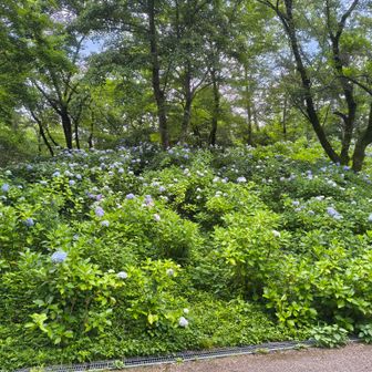 あじさい園