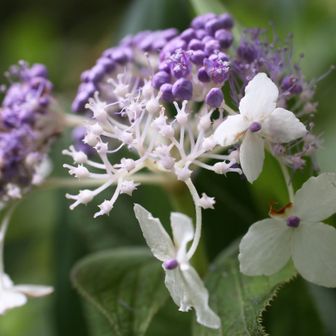 タマアジサイ