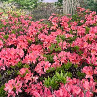 入り口付近だけは、満開🌺