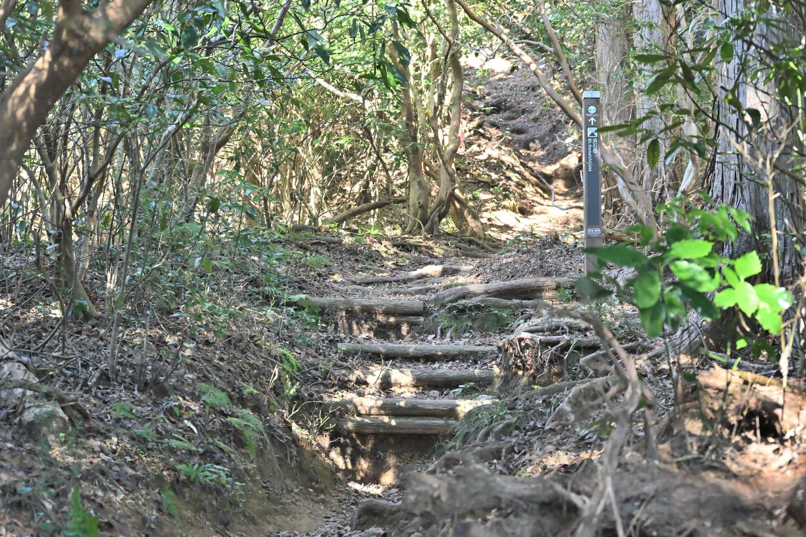 ひたすら登って行くことに...