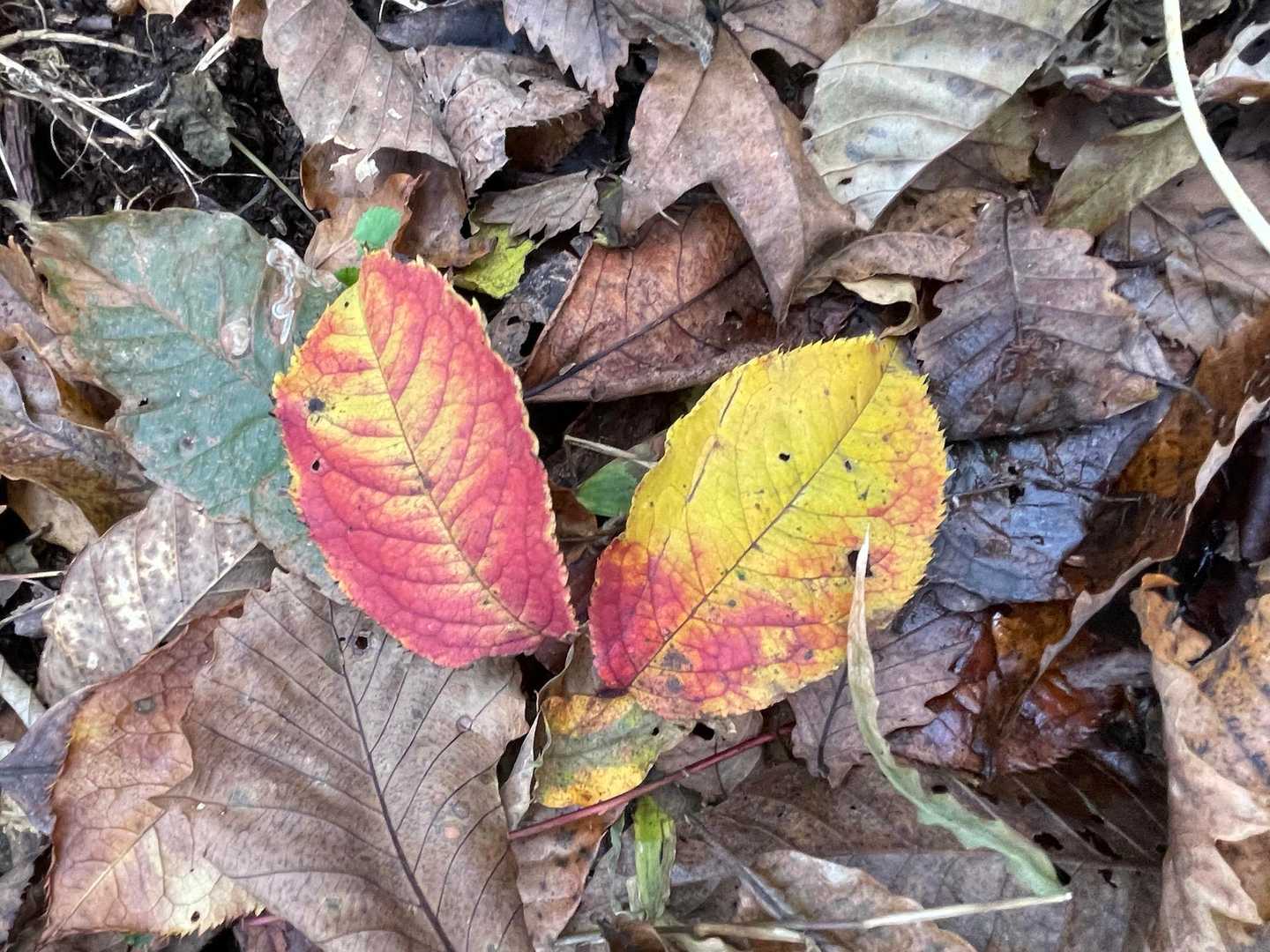 この葉はヤマザクラ？