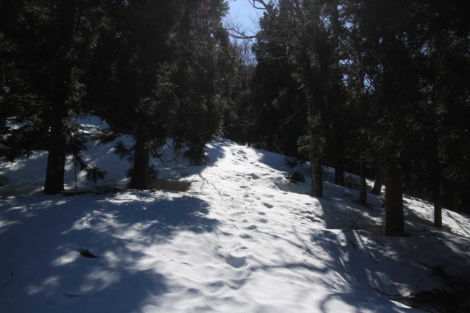 扇山-赤祖父山 往復コースの写真