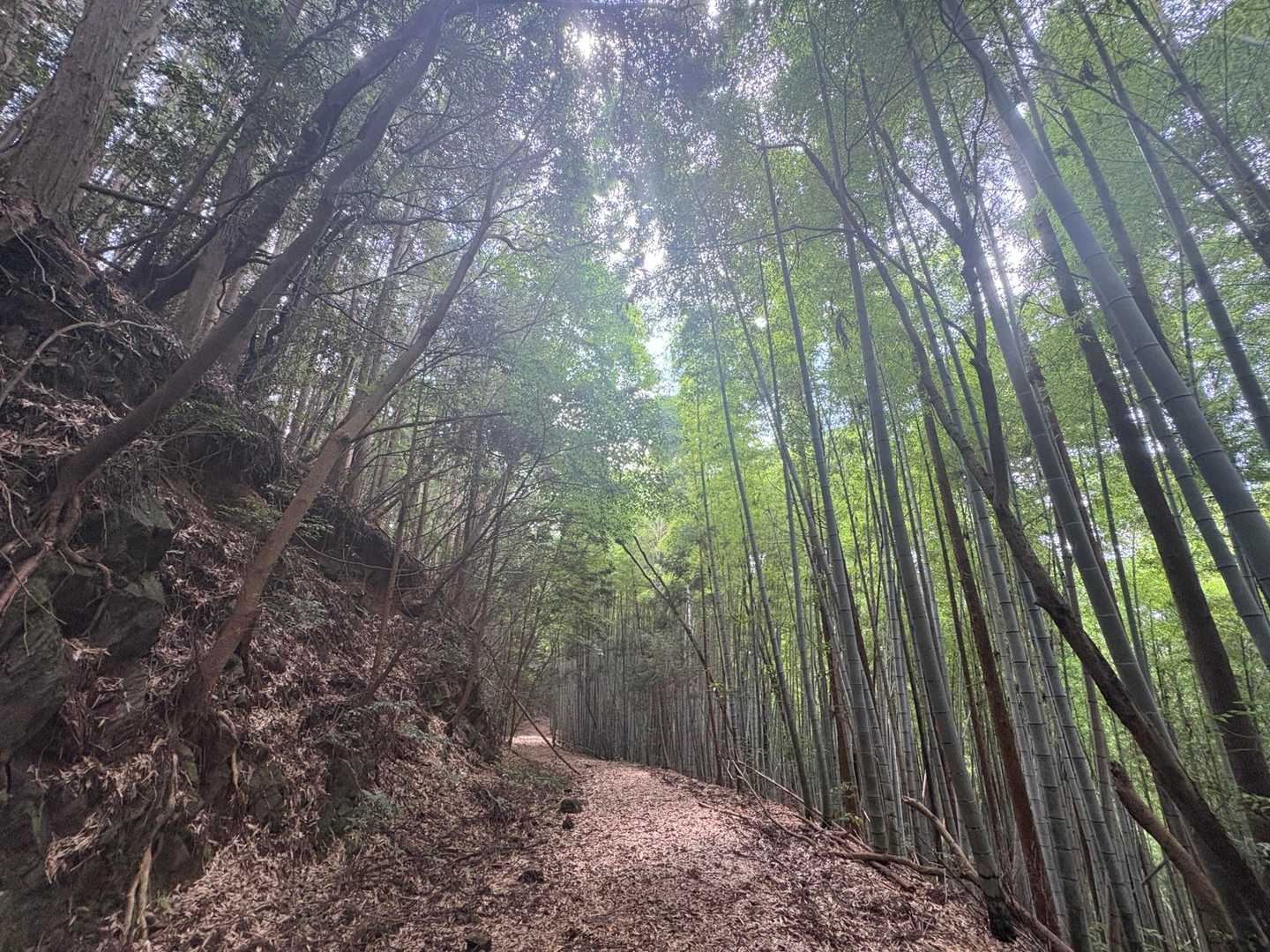 セラピーロードもいつの間にか竹林ロードへ🎋

