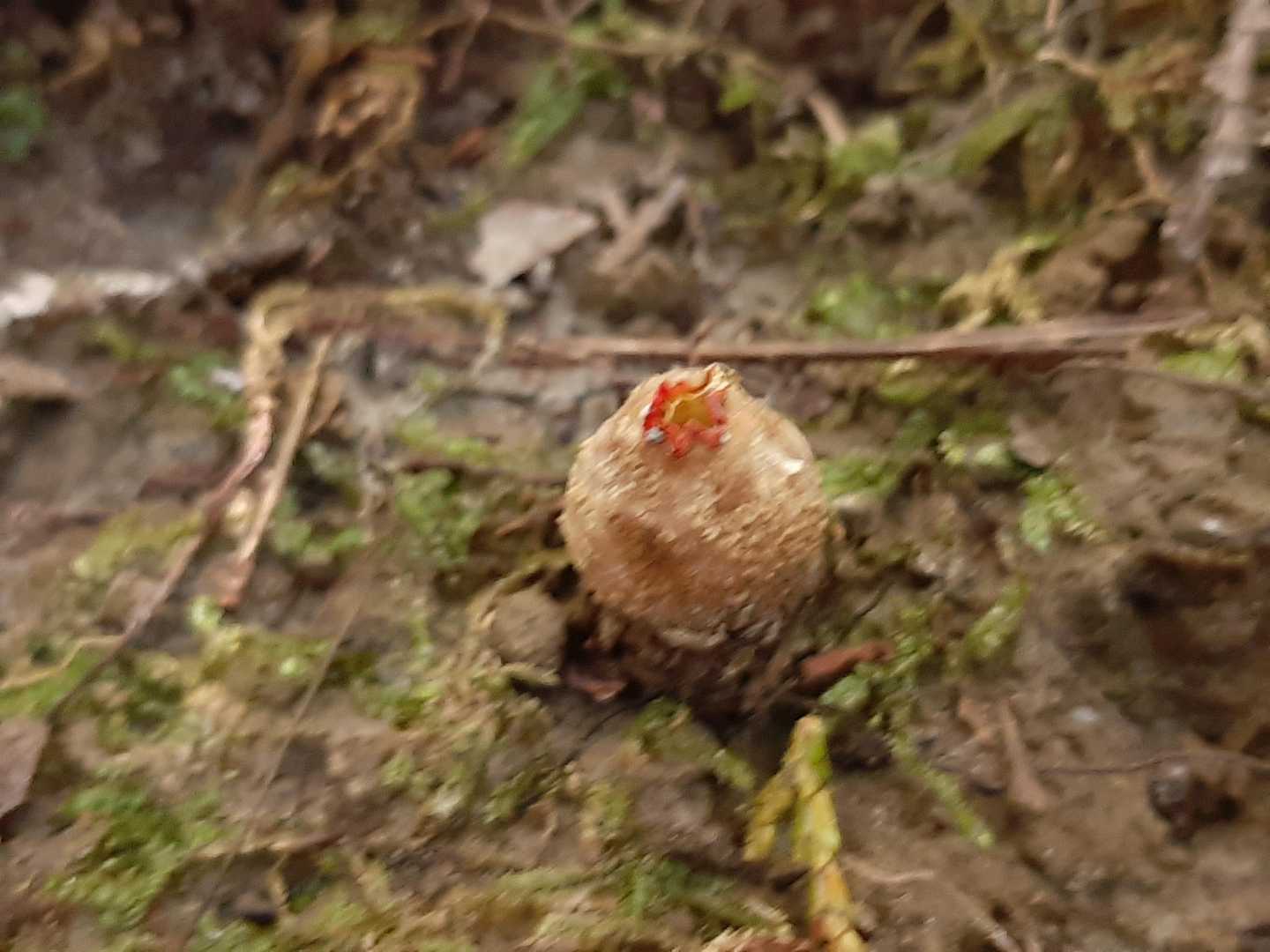 くちべにたけ
残念ながらピンボケです