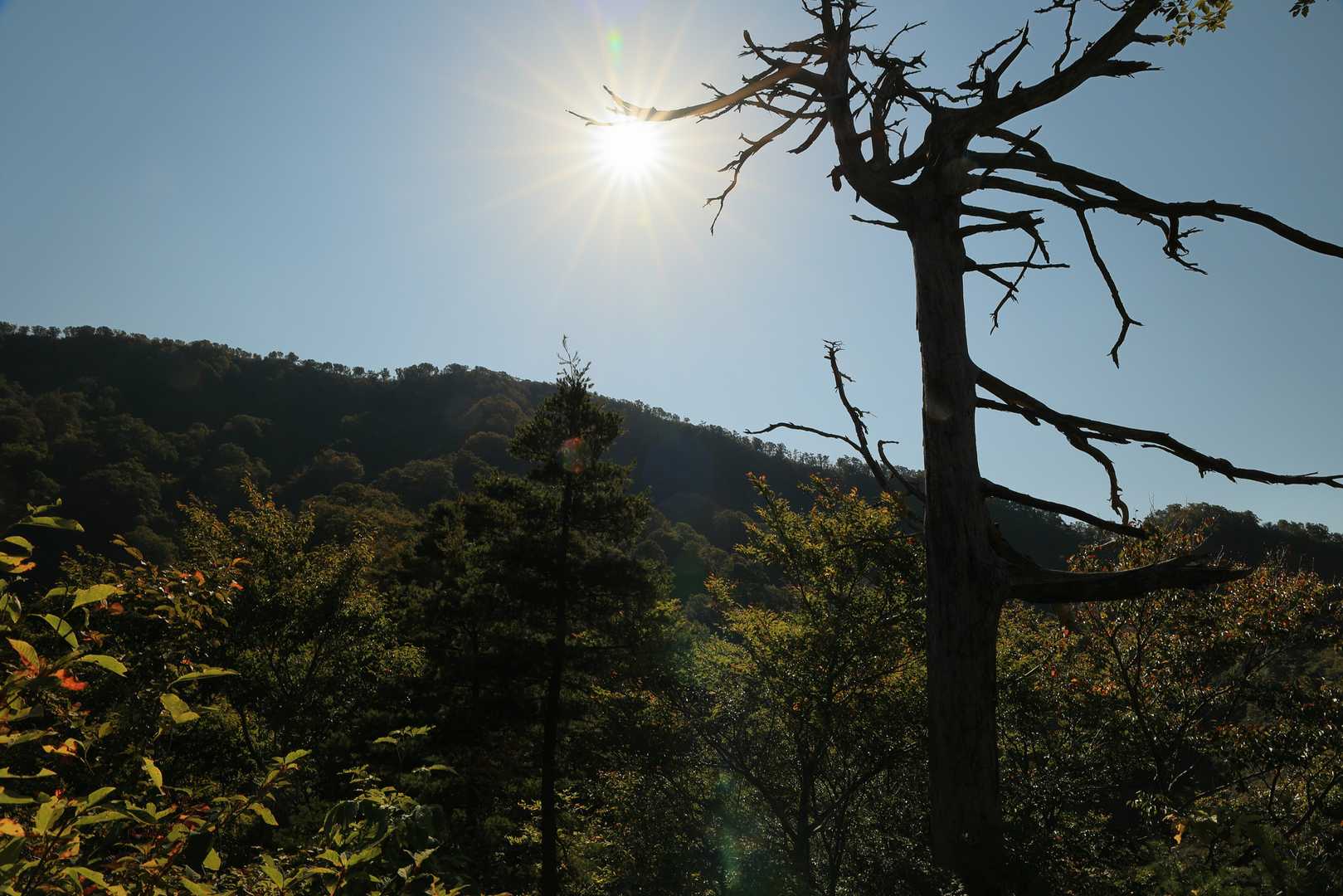 越沢登山口-摩耶山 周回コースの写真