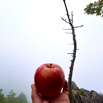 やけ食いだぁーー 🍎🤬💢😋