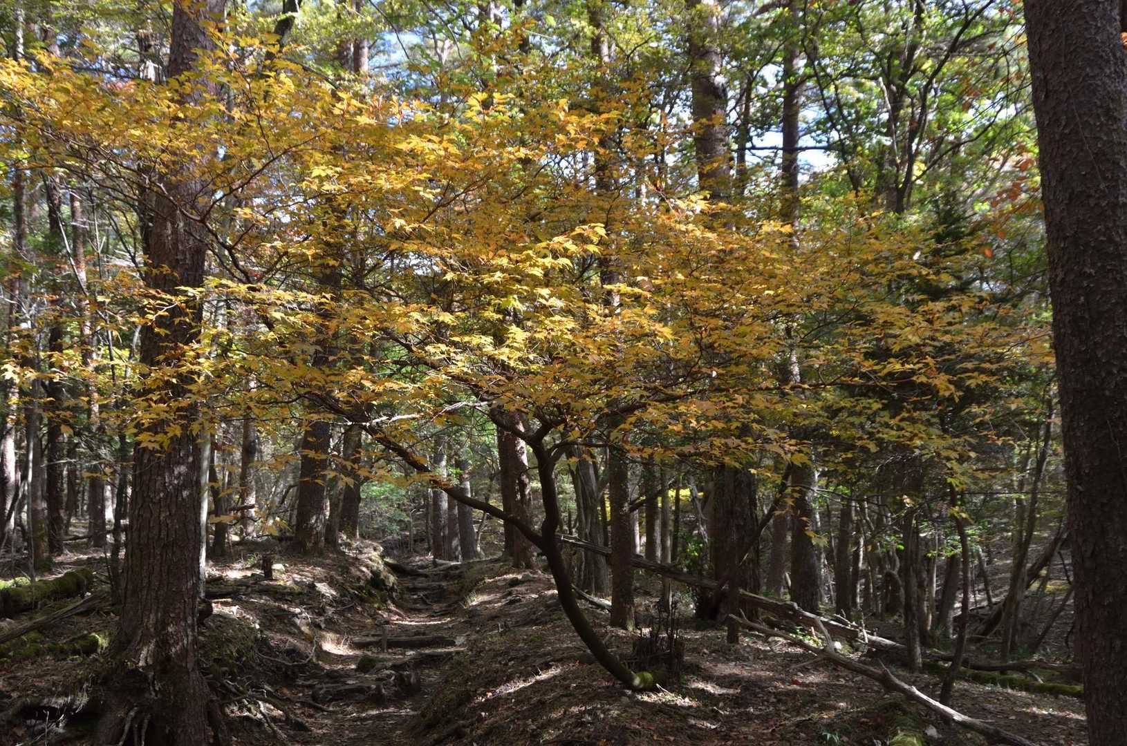 緩い勾配で紅葉🍁が楽しめます😆