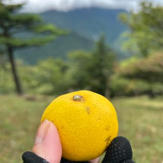 デザート🍊