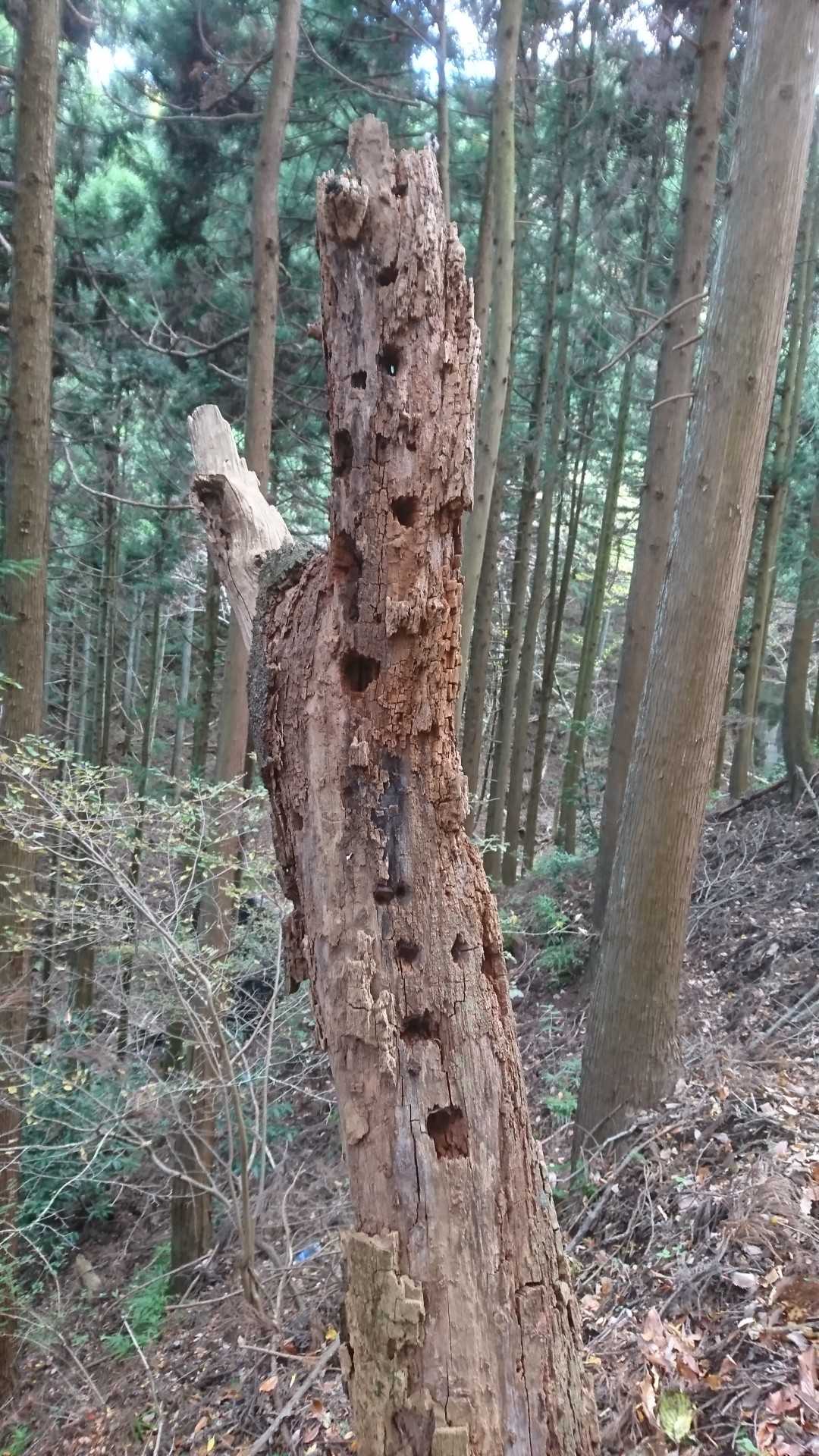 虫のアパート
空き室みたいです。