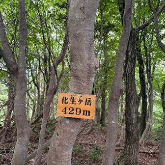 登山道が無くなり、蜘蛛の巣と倒木に苦戦しながら山頂到着