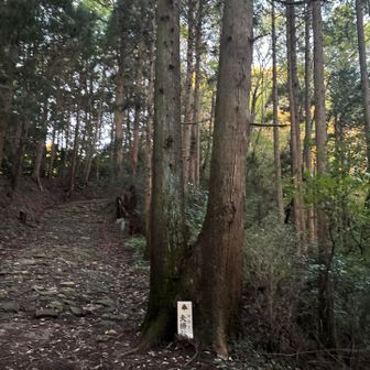 夫婦杉🌲🌲