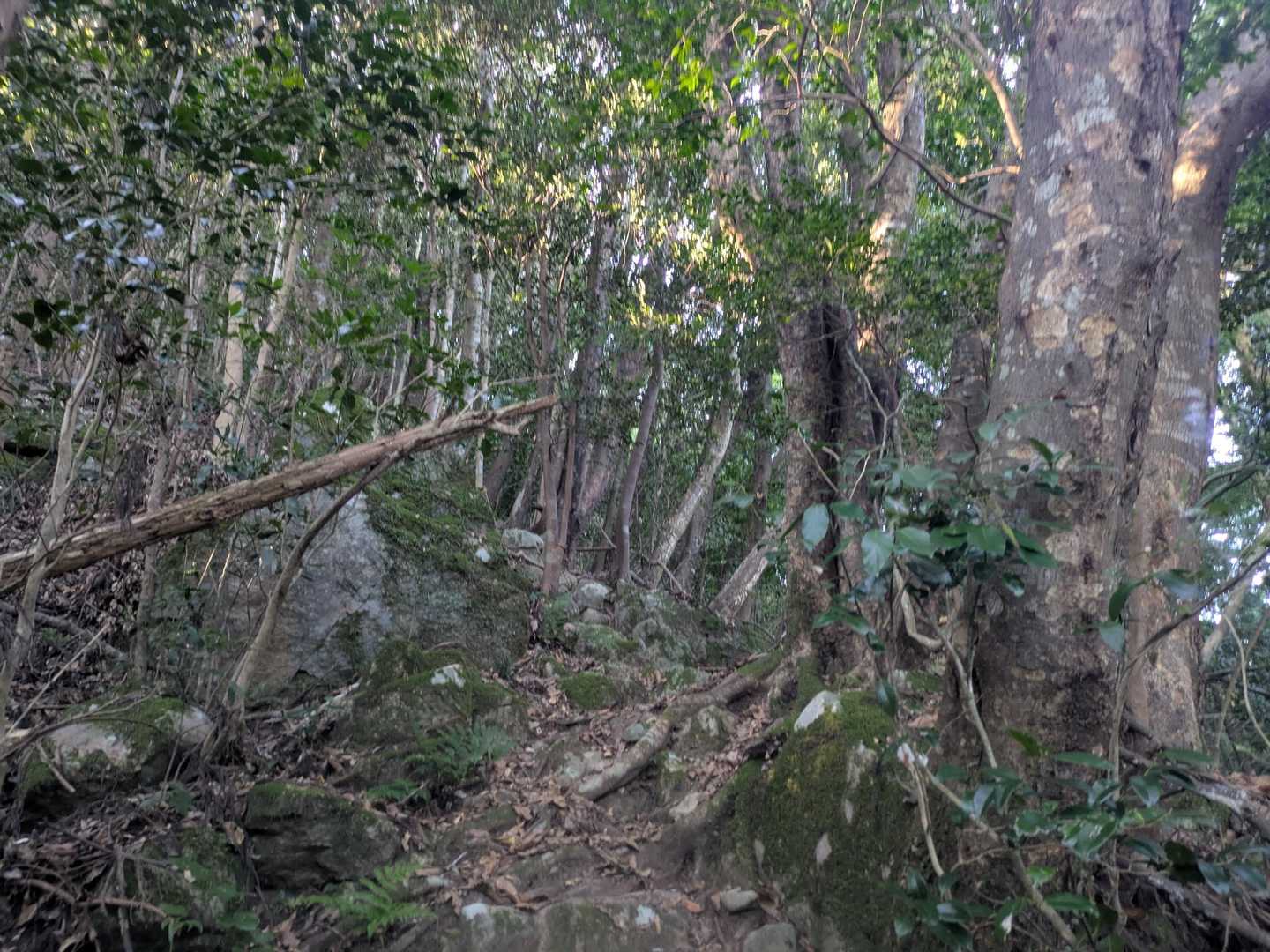 木場登山口-虚空蔵山 往復コースの写真
