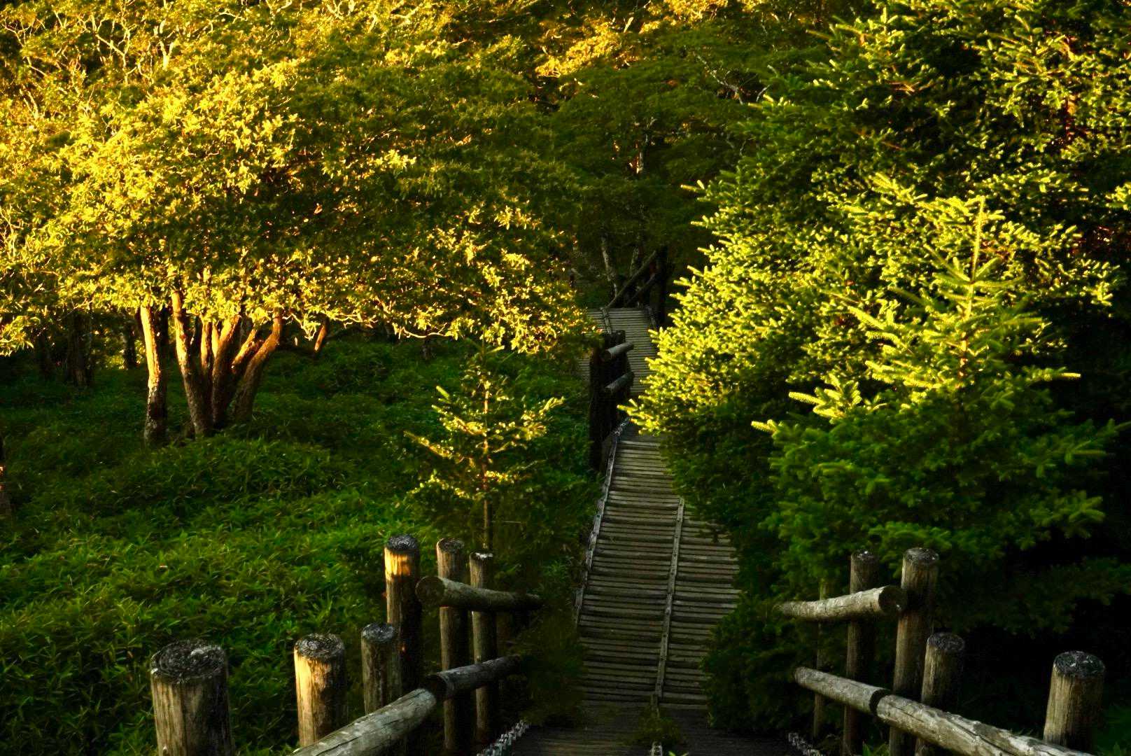 大台ヶ原バス停-大台ヶ原山 縦走コースの写真