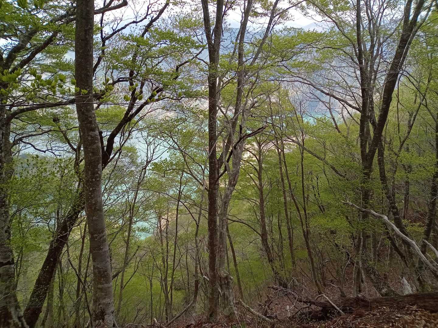 上谷山 往復コースの写真